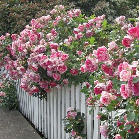 Serenity Whispers: Tranquil Pastel Posies